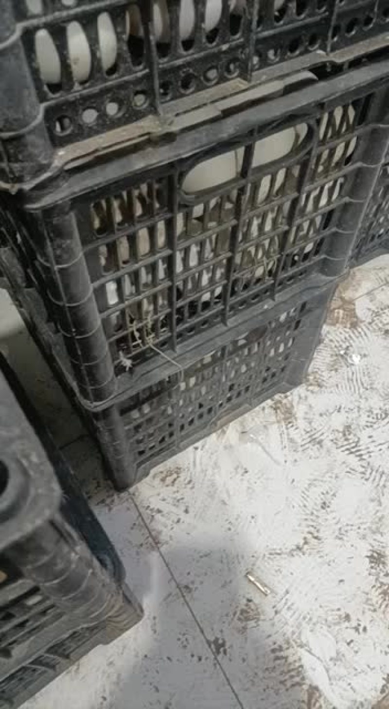 新鲜双黄大鹅蛋大量供货