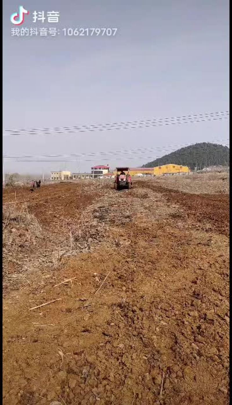 鲁林九号无絮杨树苗，107，