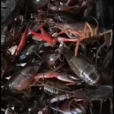 小龙虾，大青，中青，小青大量供应，直接养殖基地供货。
