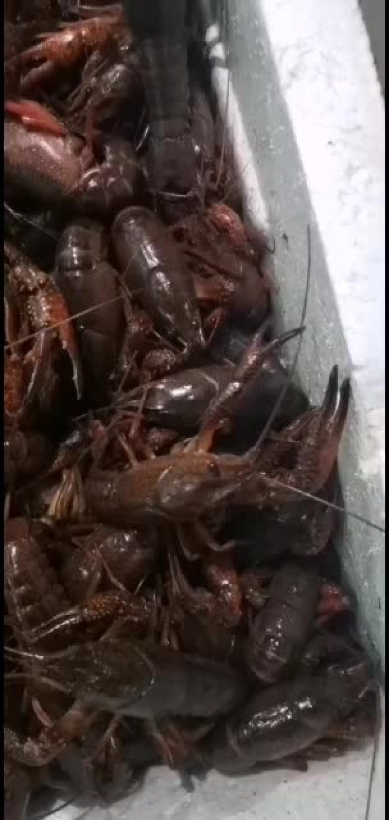 小龙虾，大青，中青，小青大量供应，直接养殖基地供货。