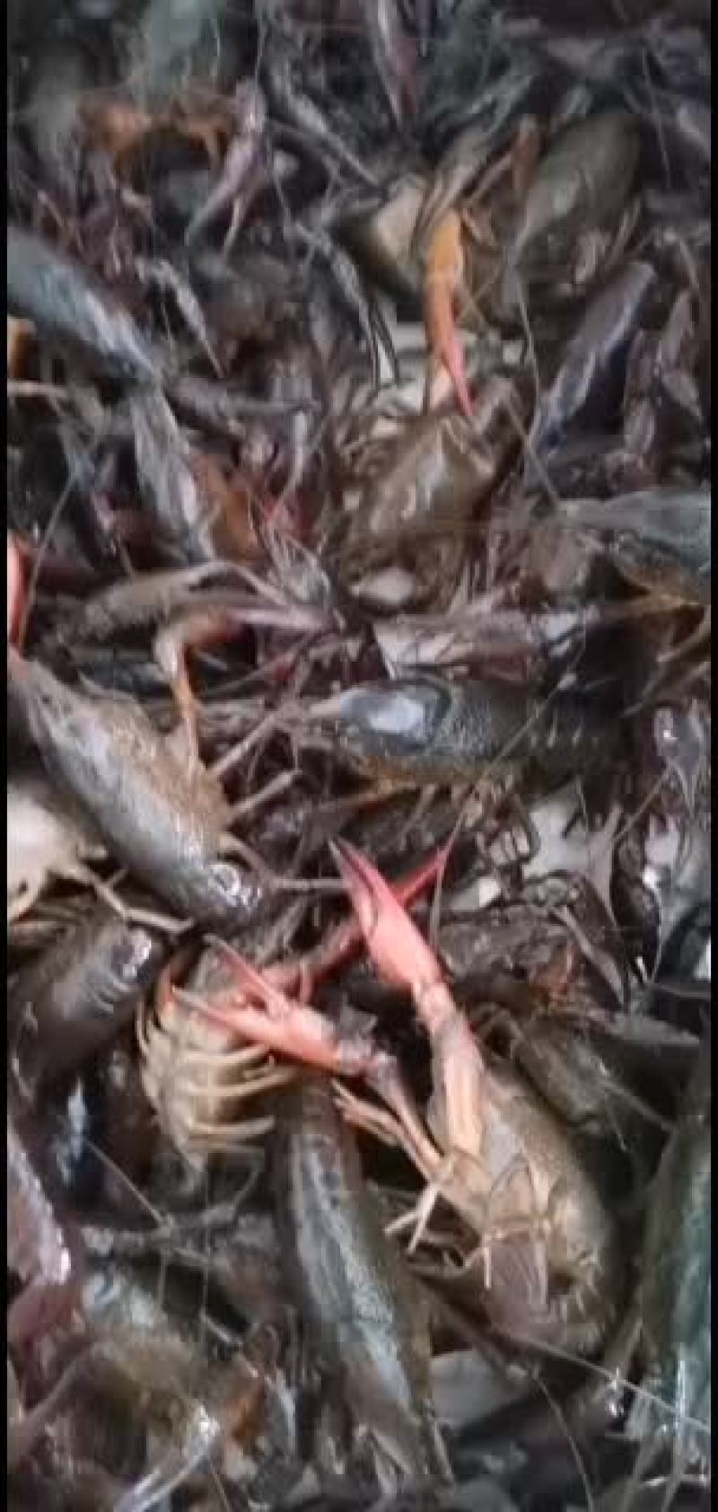 小龙虾，大青，中青，小青大量供应，直接养殖基地供货。