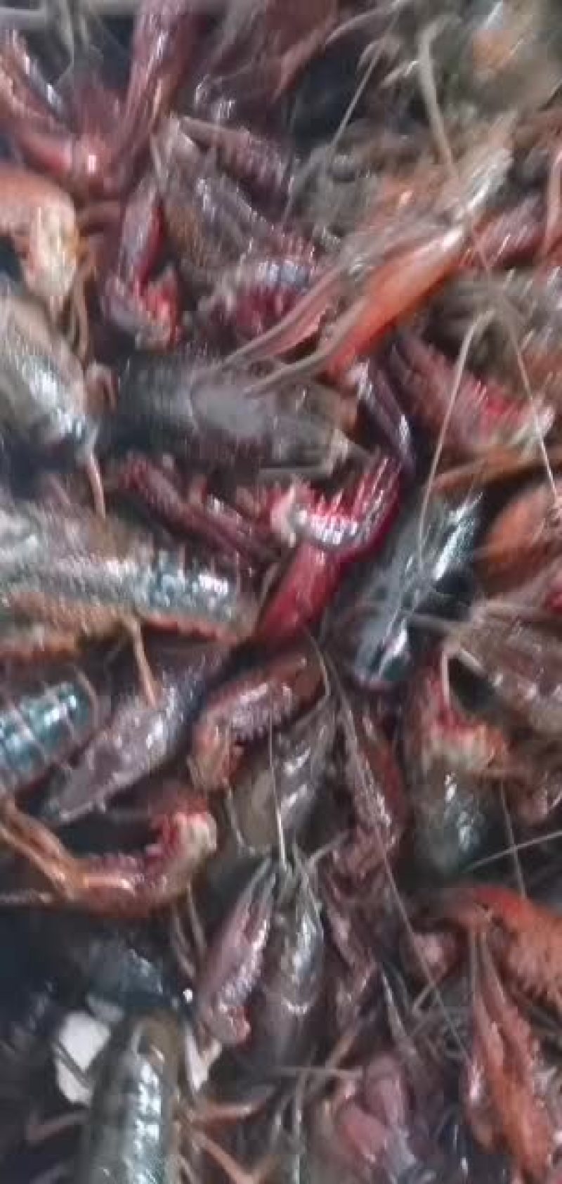 小龙虾，大青，中青，小青大量供应，直接养殖基地供货。