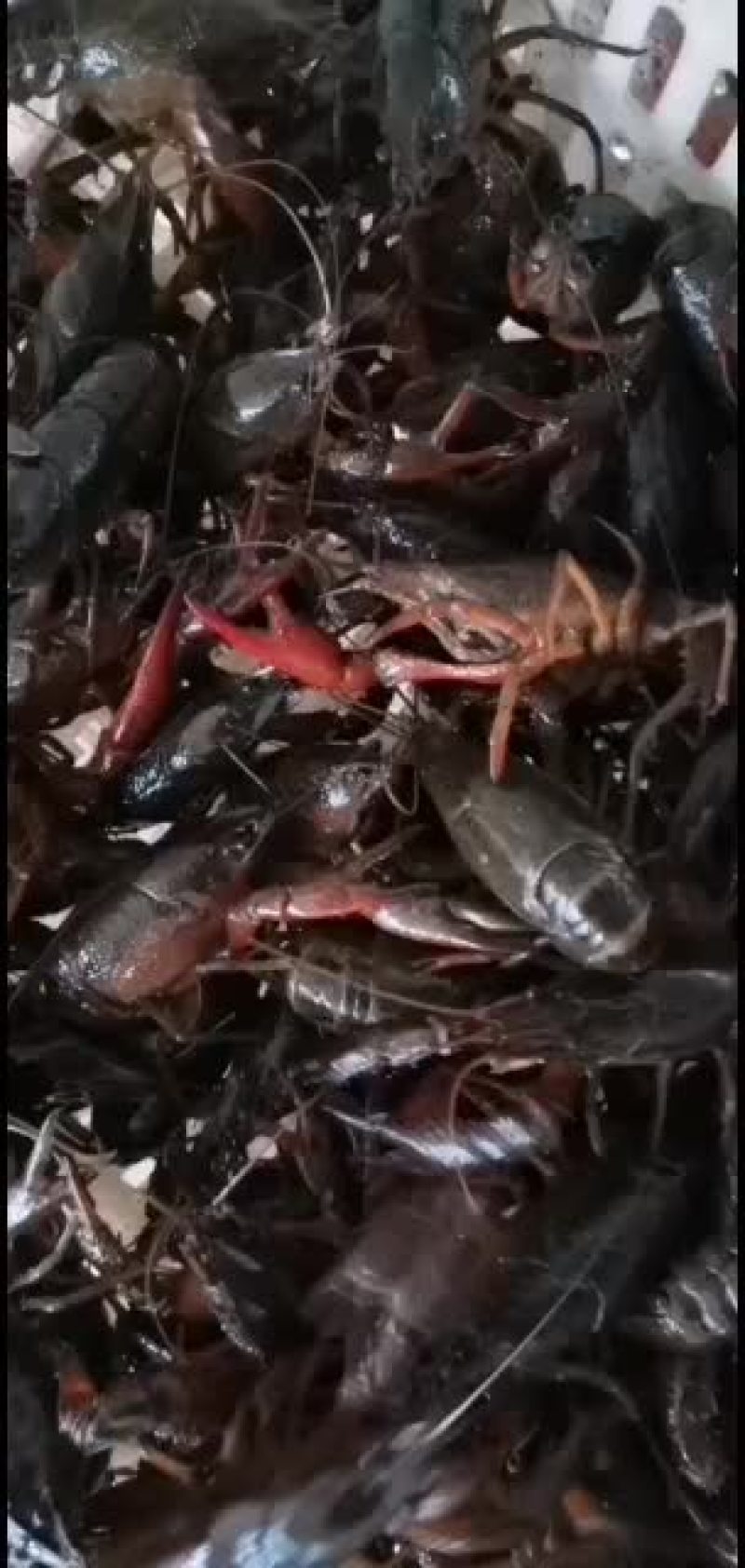 小龙虾，大青，中青，小青大量供应，直接养殖基地供货。