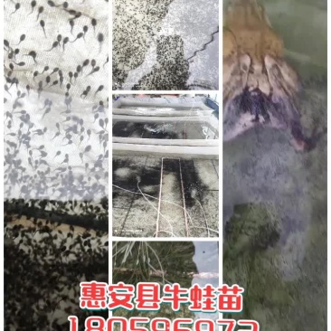 泉州惠安牛蛙苗销售诚信第一