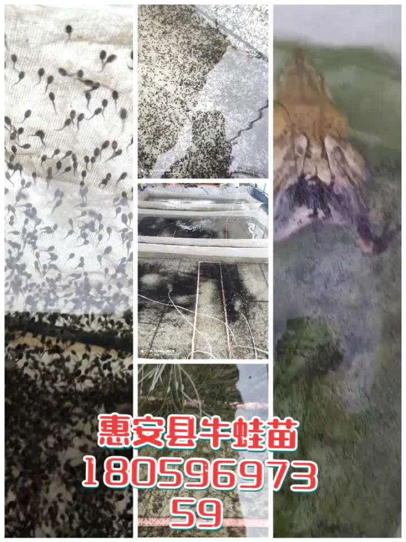 泉州惠安牛蛙苗销售诚信第一