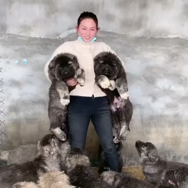 高加索幼犬3个月疫苗齐全双血