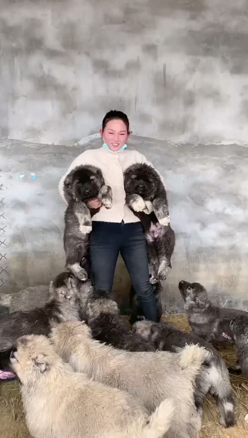 高加索幼犬3个月疫苗齐全双血