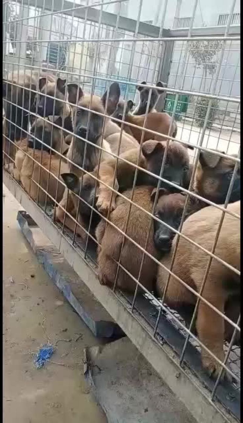 马犬幼犬，哪里有马犬马犬一条科目马犬价格