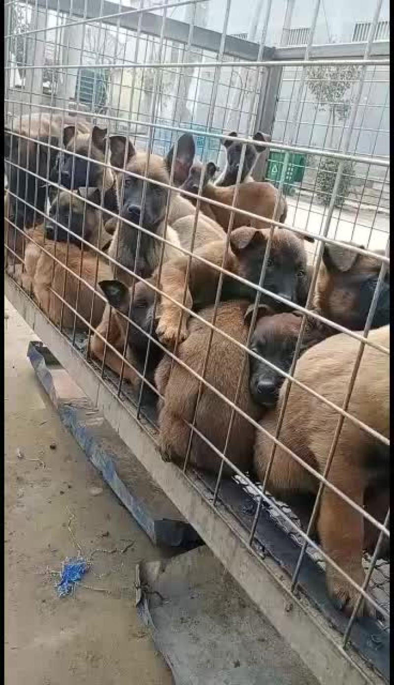 马犬幼犬，哪里有马犬马犬一条科目马犬价格