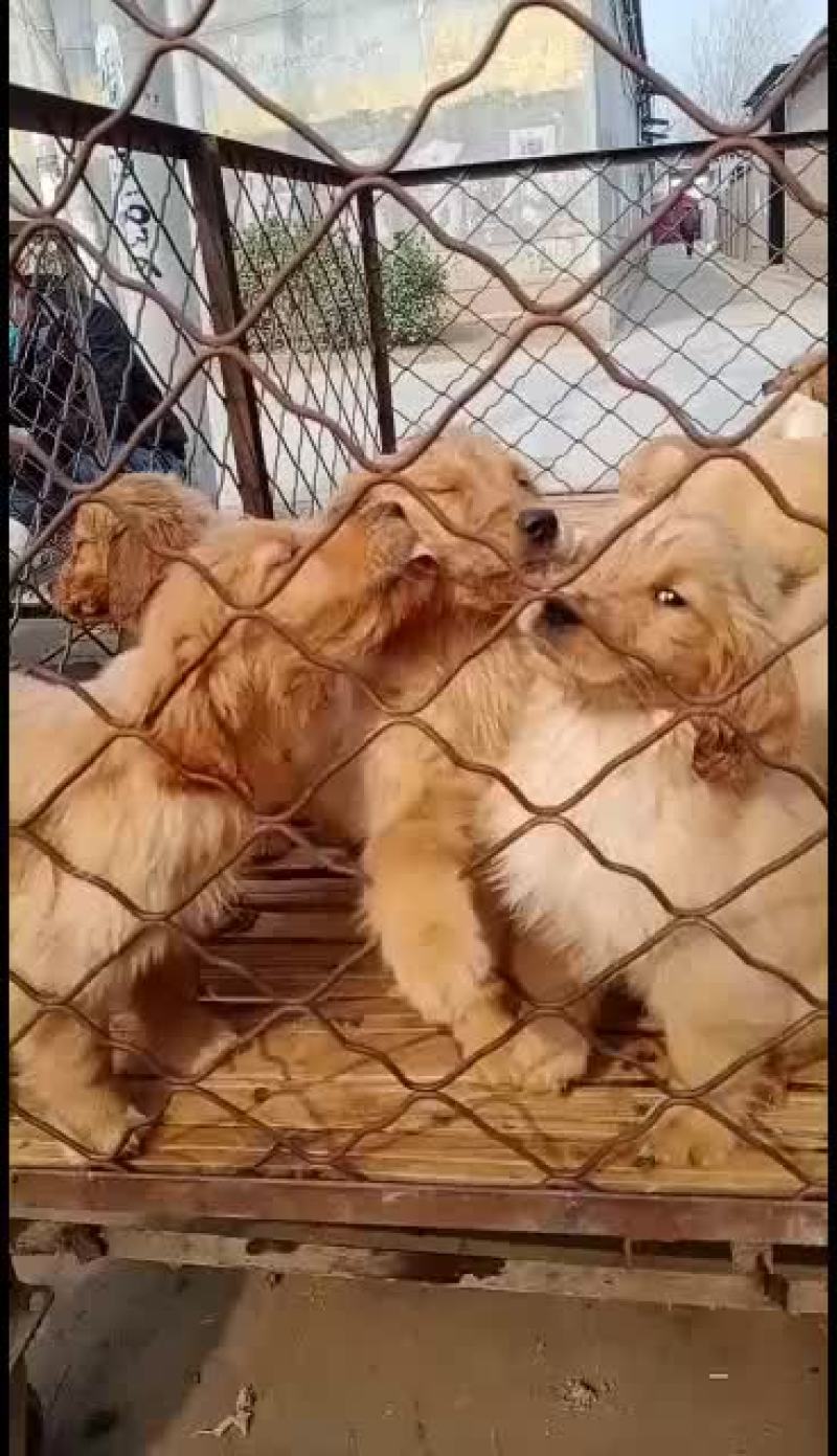 马犬幼犬，哪里有马犬马犬一条科目马犬价格
