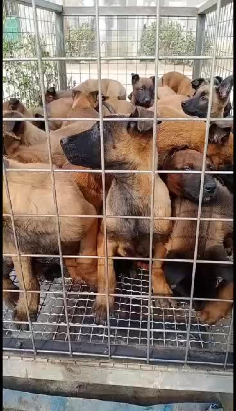 马犬幼犬，哪里有马犬马犬一条科目马犬价格