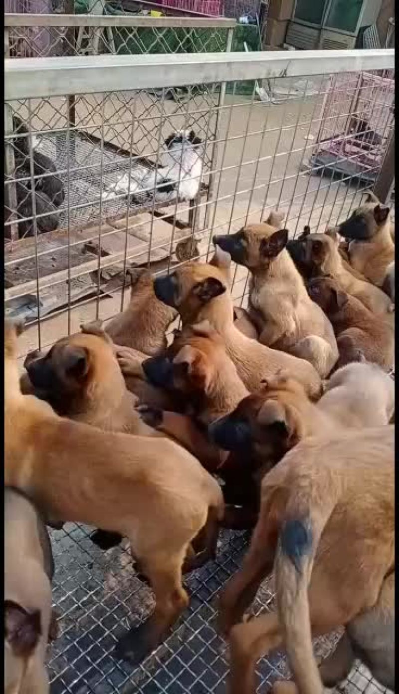 马犬幼犬，哪里有马犬马犬一条科目马犬价格
