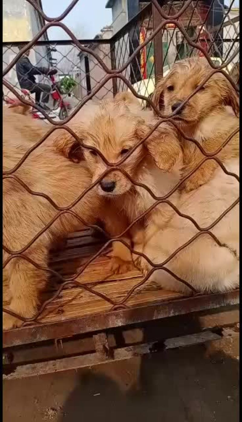 马犬幼犬，哪里有马犬马犬一条科目马犬价格