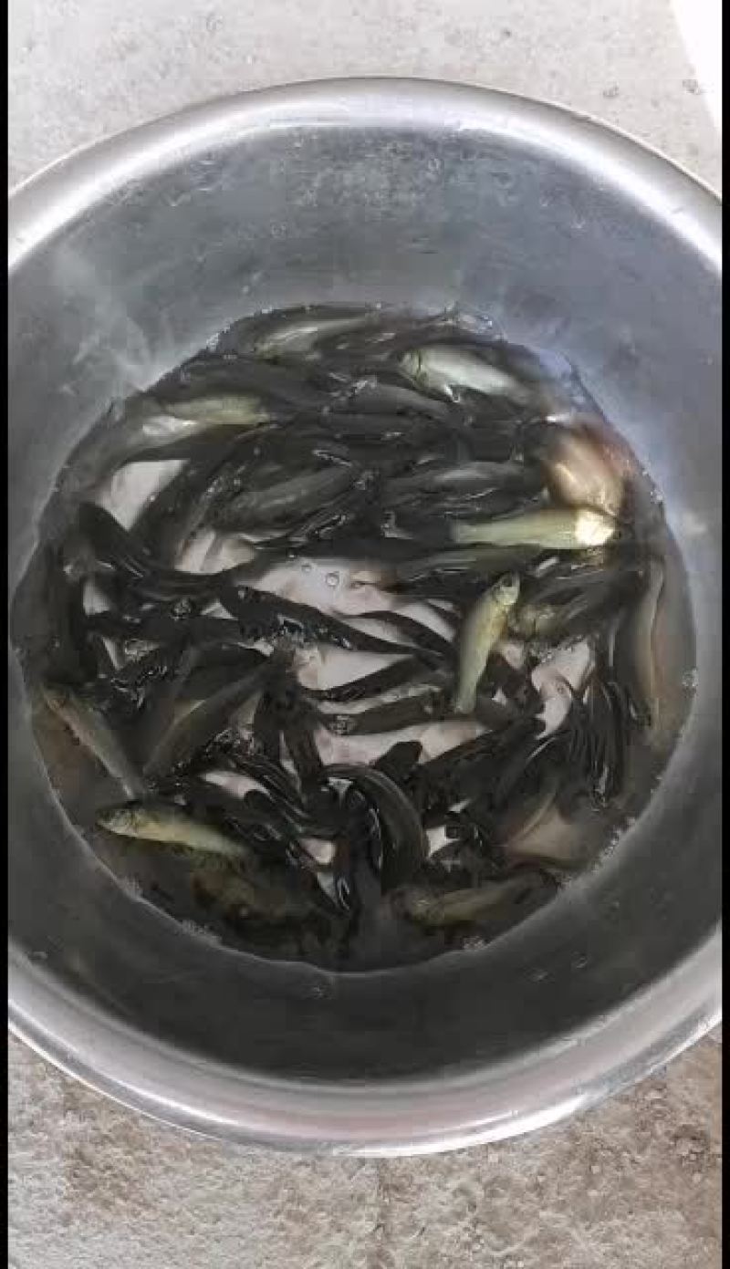 丁桂鱼苗，大量出售，广东苗场基地直销，，