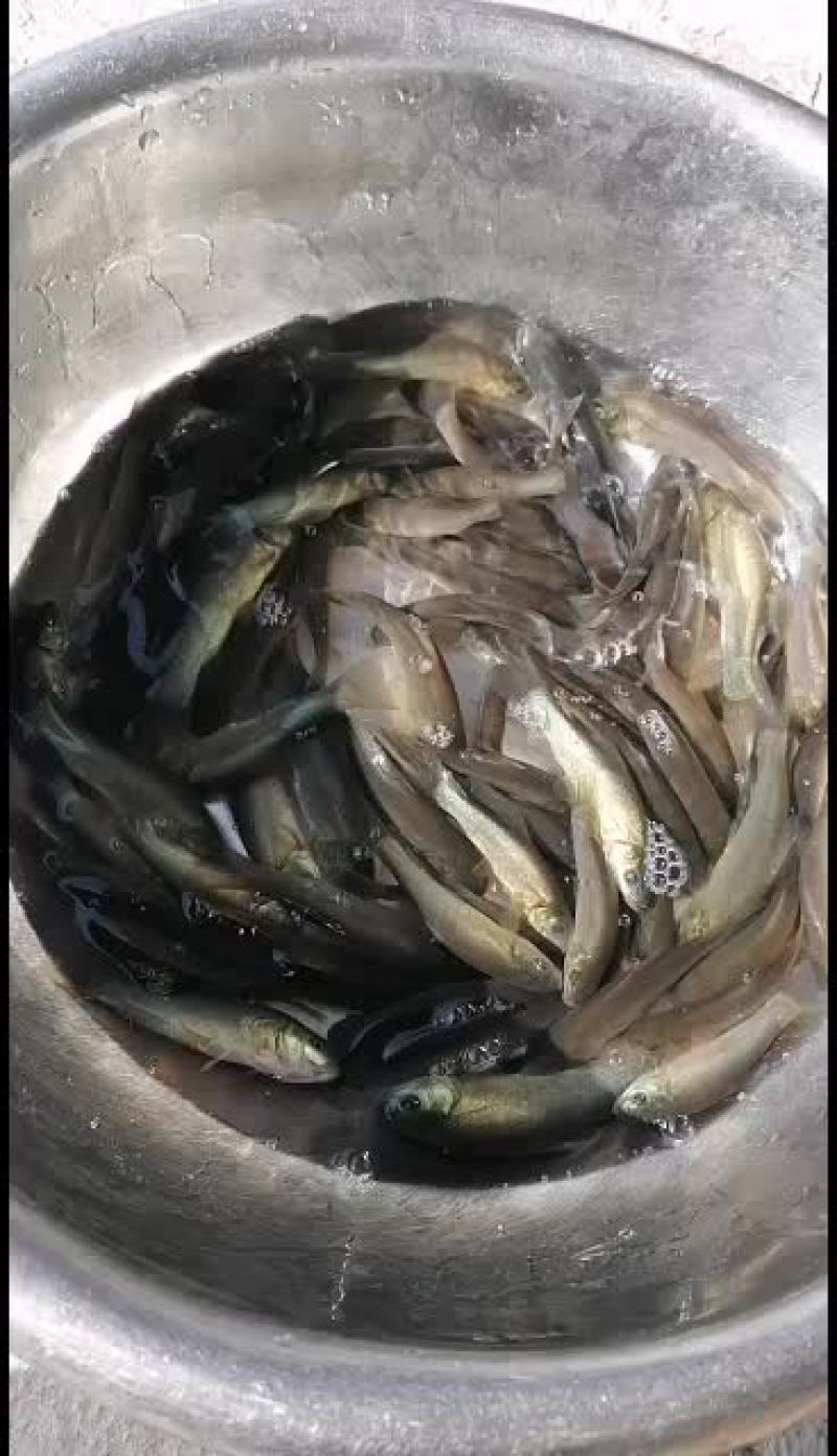 丁桂鱼苗，大量出售，广东苗场基地直销，，