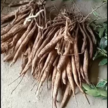 湖南现挖新鲜野生百部（）