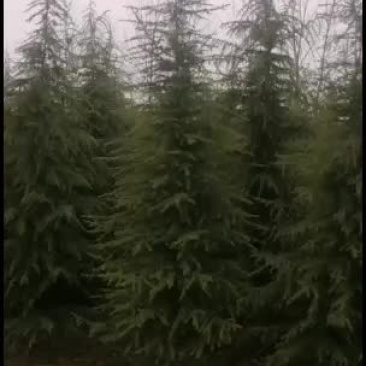鑫鑫园林雪松樱花集地
