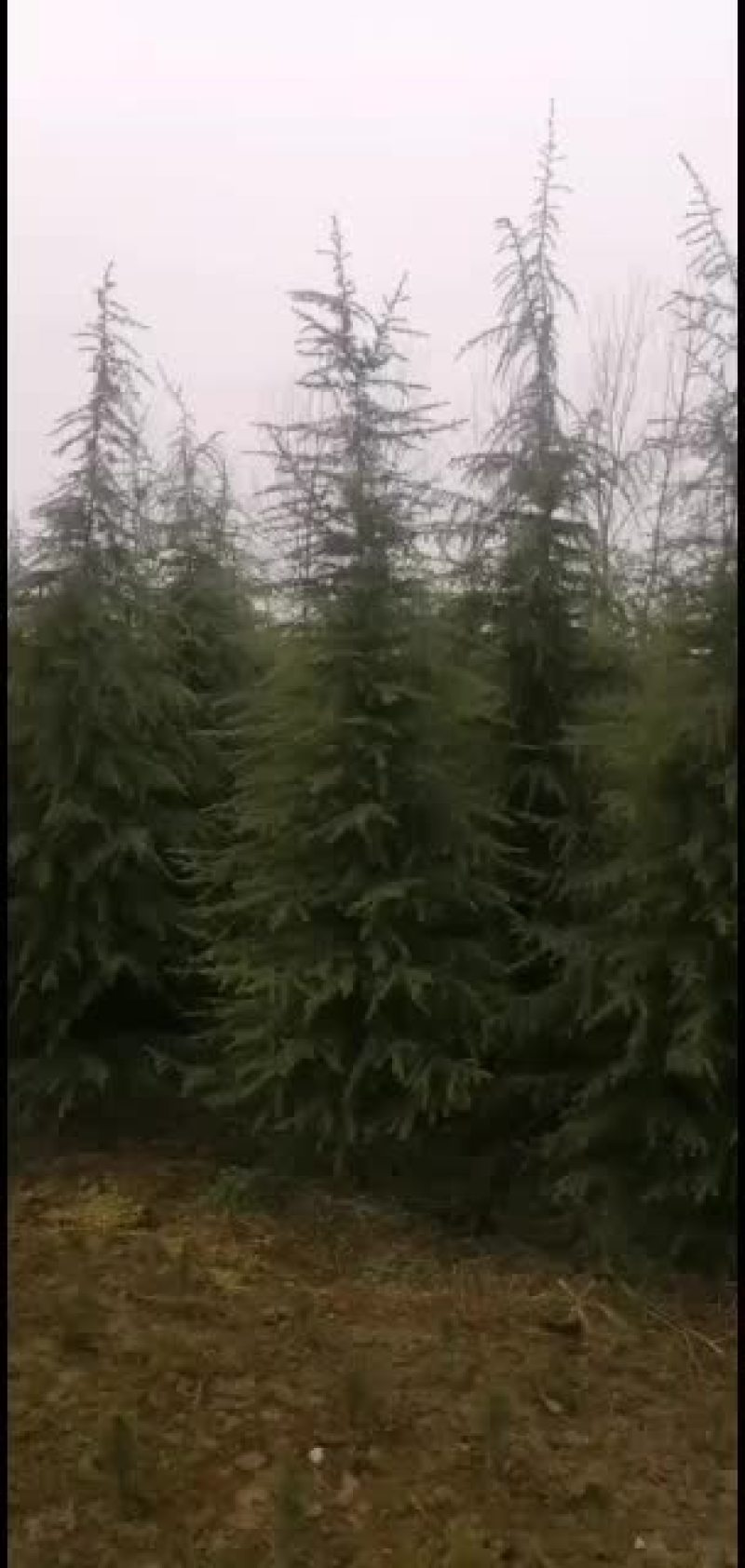 鑫鑫园林雪松樱花集地