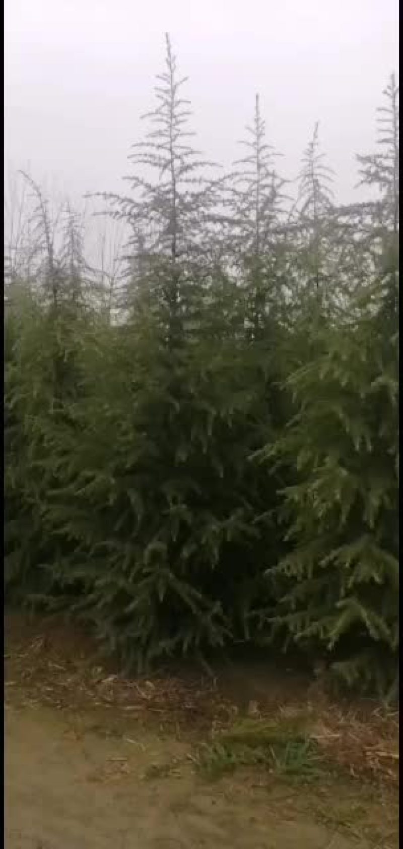 鑫鑫园林雪松樱花集地