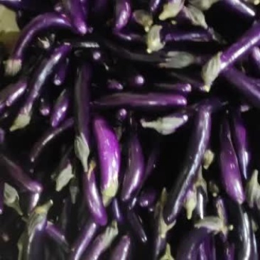 茄子大量上市，欢迎订购