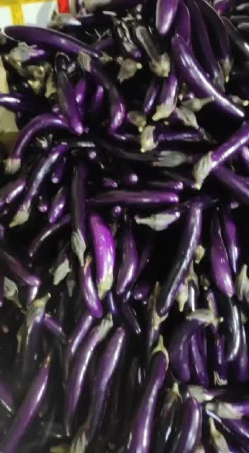 茄子大量上市，欢迎订购