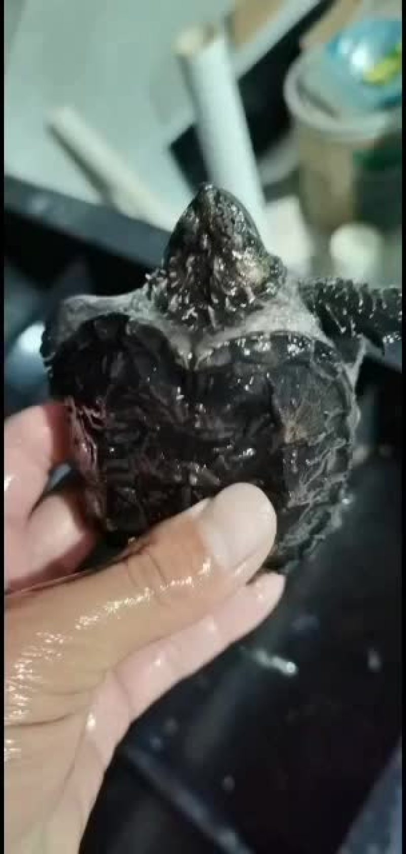 原种佛鳄，国产佛，大量批发苗子