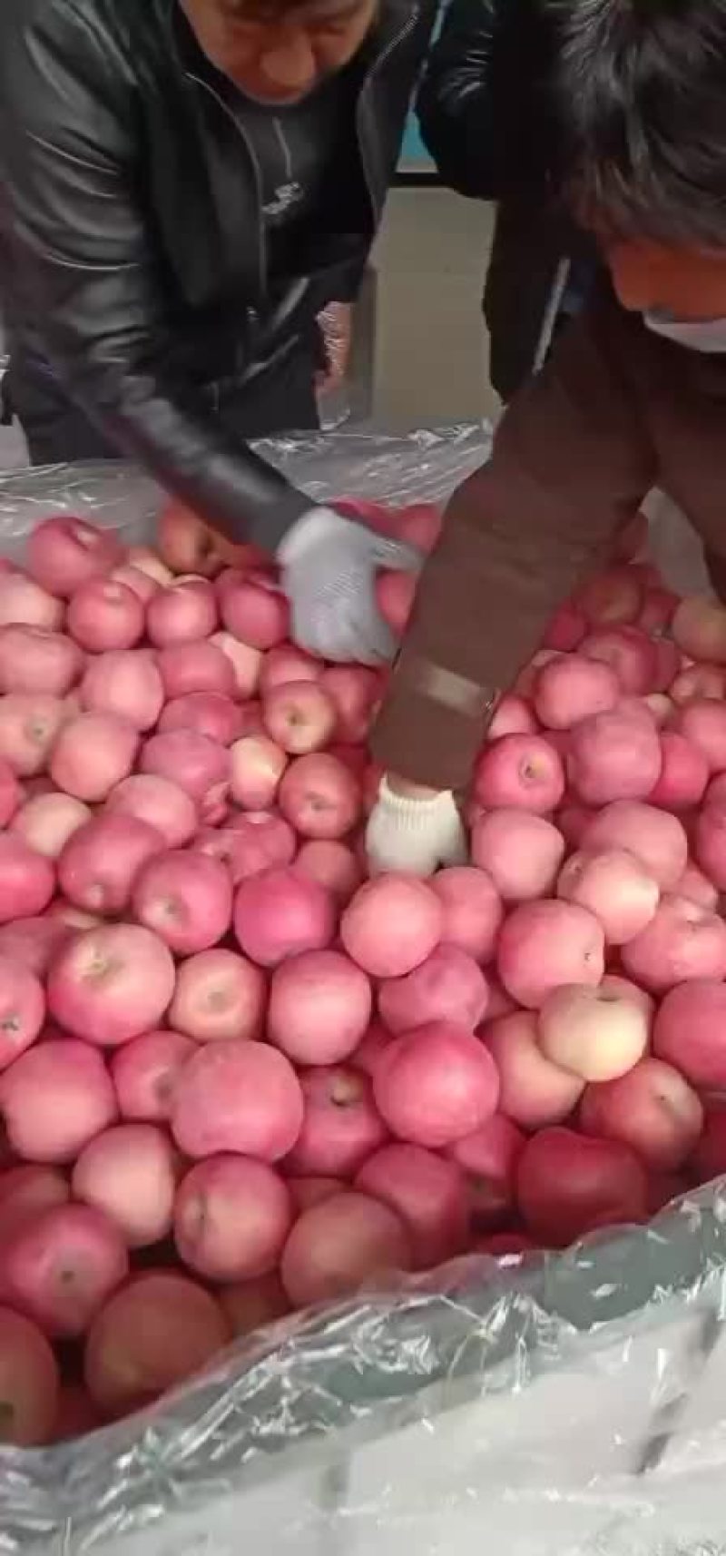 大量库存苹果，前期货个大色好，亮度好，价位合适