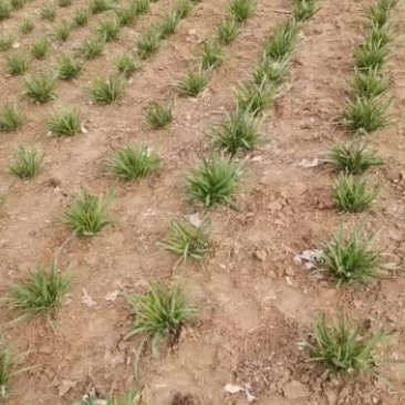 头刀韭菜马上收割，接受预订，，，