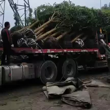 精品移栽桂花价优质好