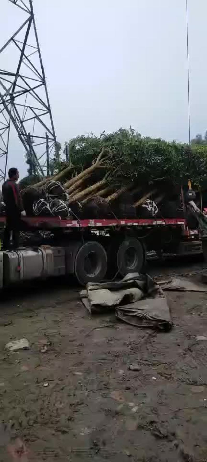 精品移栽桂花价优质好