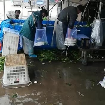 萝卜大小随意选，价廉