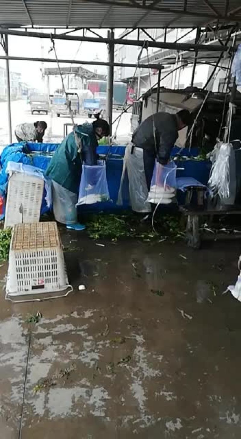 萝卜大小随意选，价廉