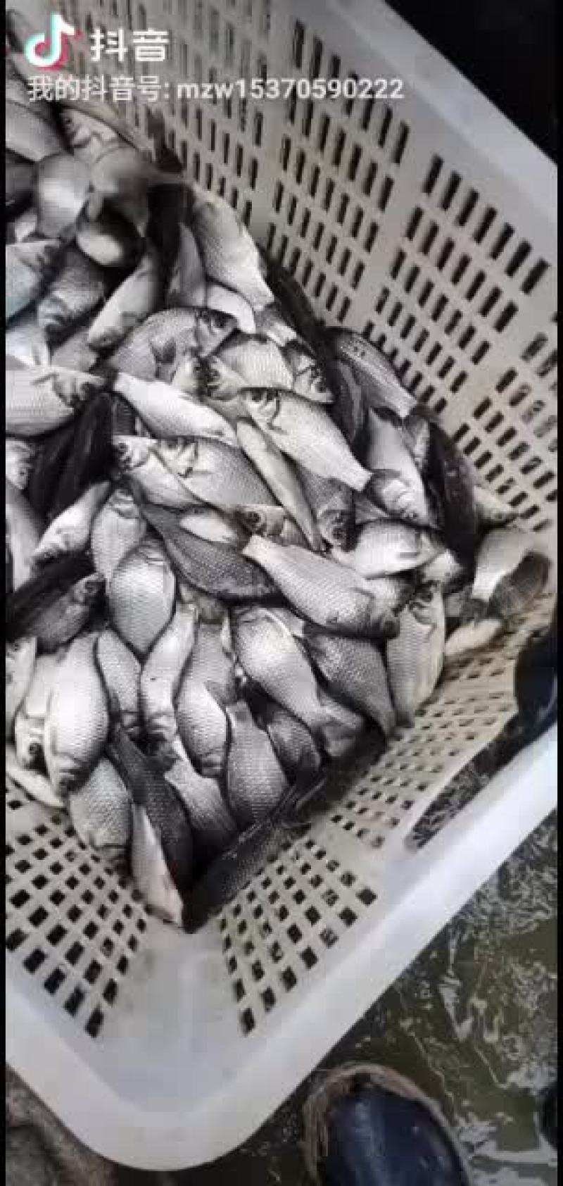 常年出售各种淡水鱼苗，品种齐全抗病能力欢迎选购，量大从优