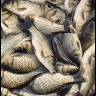 常年出售各种淡水鱼苗，品种齐全抗病能力欢迎选购，量大从优