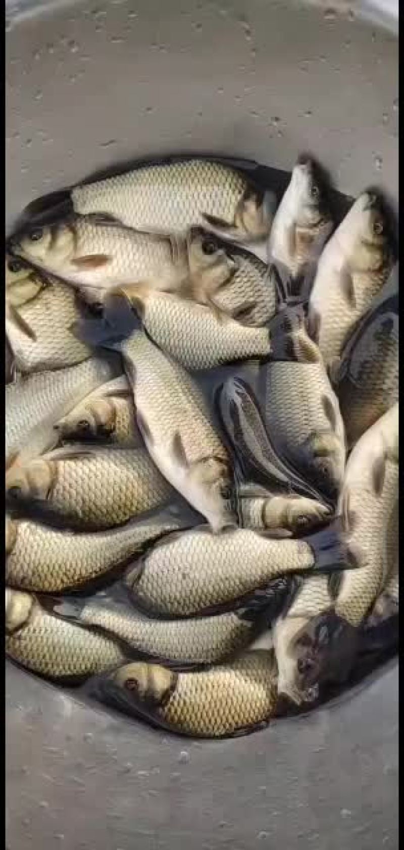 常年出售各种淡水鱼苗，品种齐全抗病能力欢迎选购，量大从优