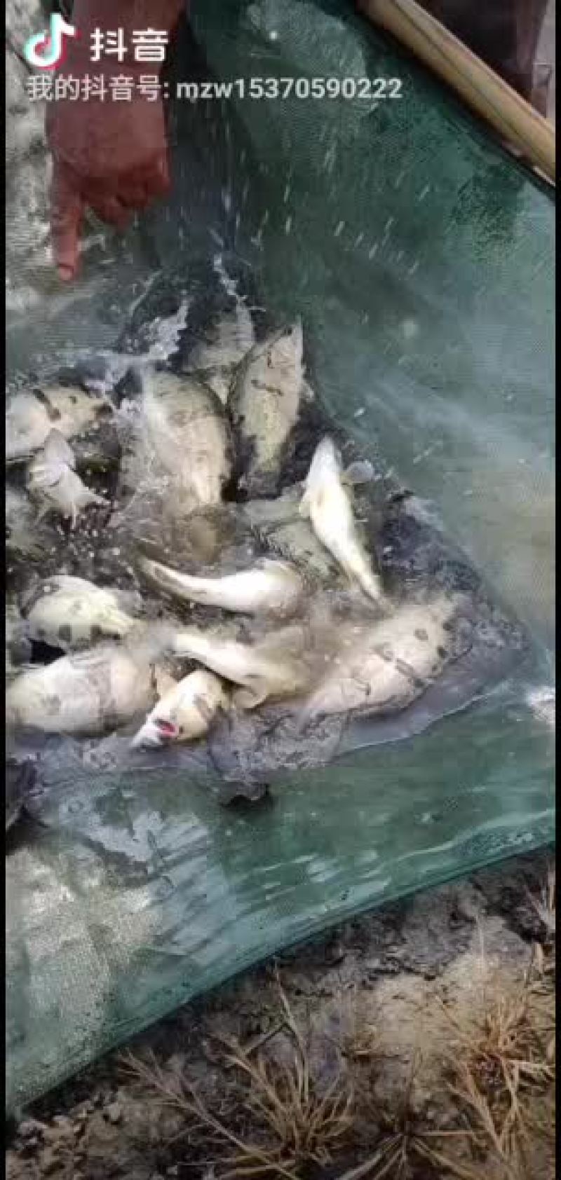 常年出售各种淡水鱼苗，品种齐全抗病能力欢迎选购，量大从优
