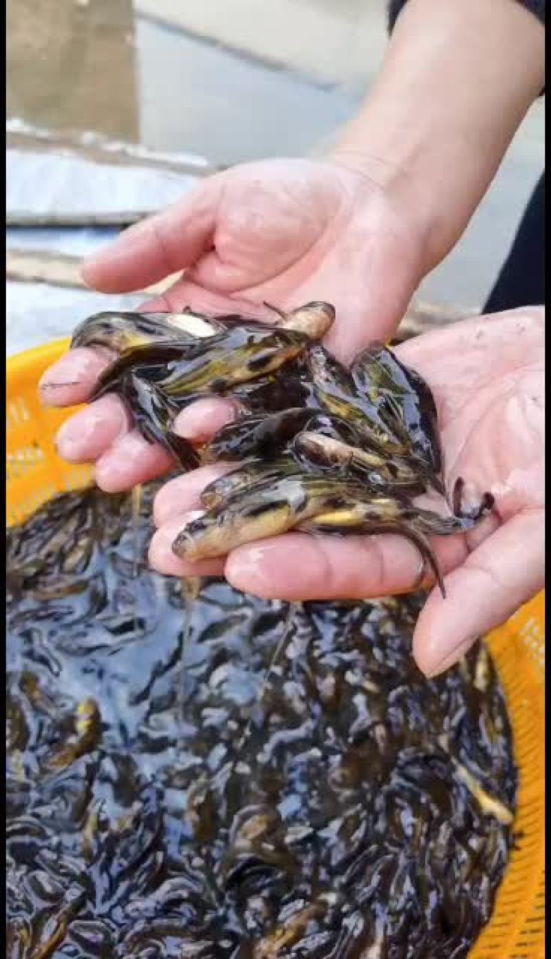 常年出售各种淡水鱼苗，品种齐全抗病能力欢迎选购，量大从优
