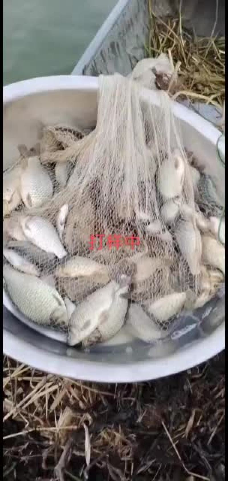 常年出售各种淡水鱼苗，品种齐全抗病能力欢迎选购，量大从优