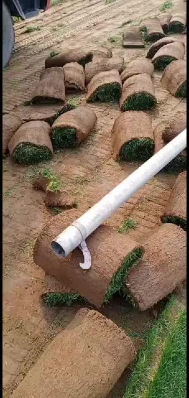 承接绿化草坪绿化工程