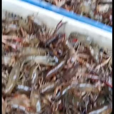 专业批发小龙虾一年四季都有