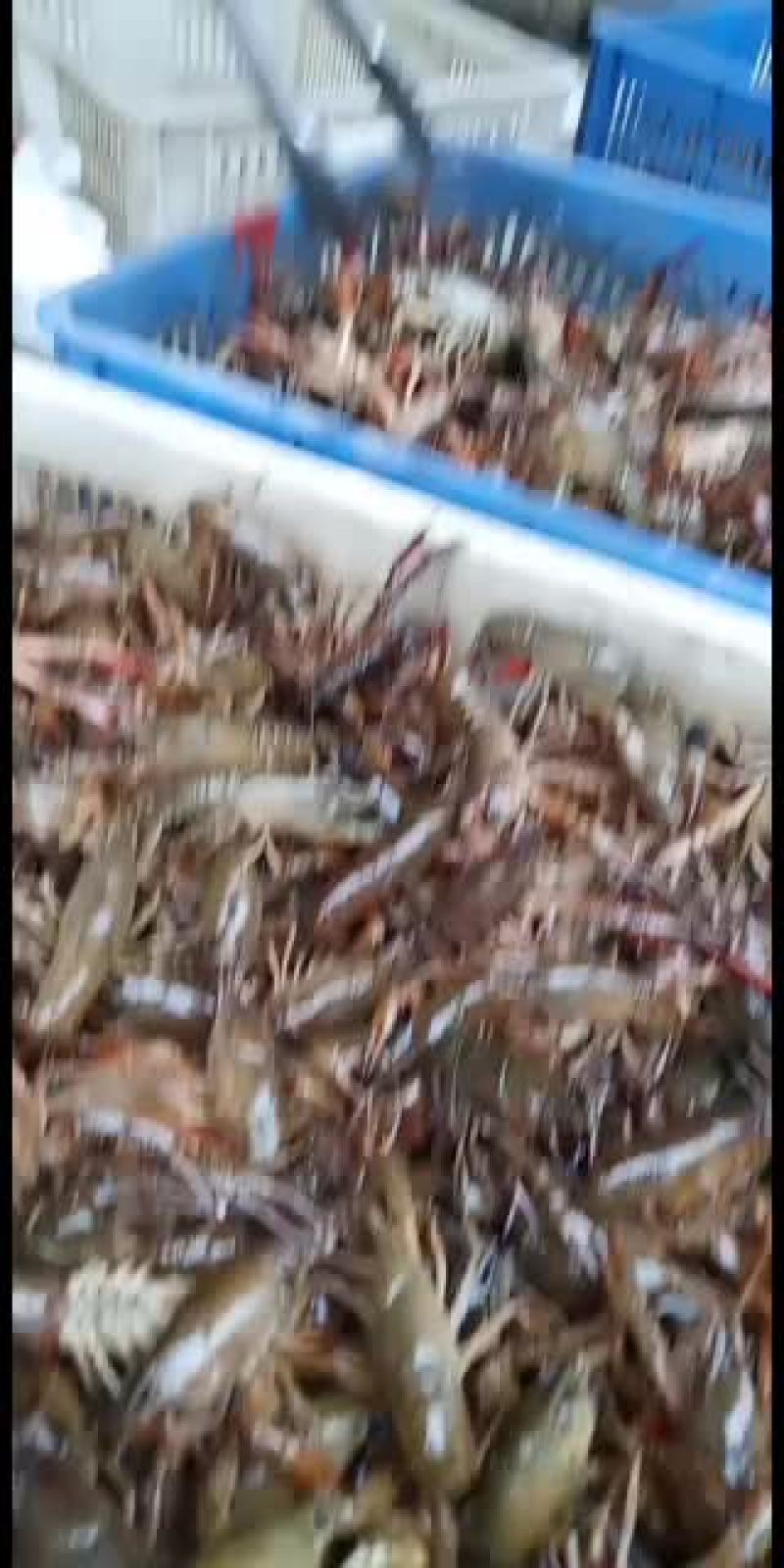 专业批发小龙虾一年四季都有