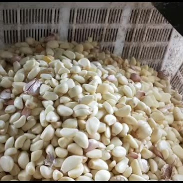 蒜米剥皮设备，从每小时生产800到2500斤的设备都有
