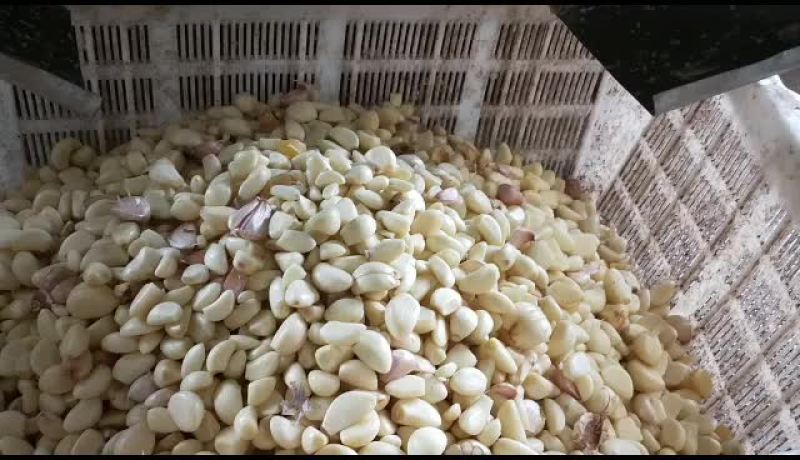 蒜米剥皮设备，从每小时生产800到2500斤的设备都有
