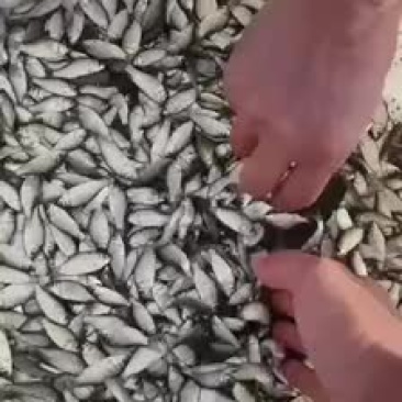 大规格鲫鱼苗欢迎选购