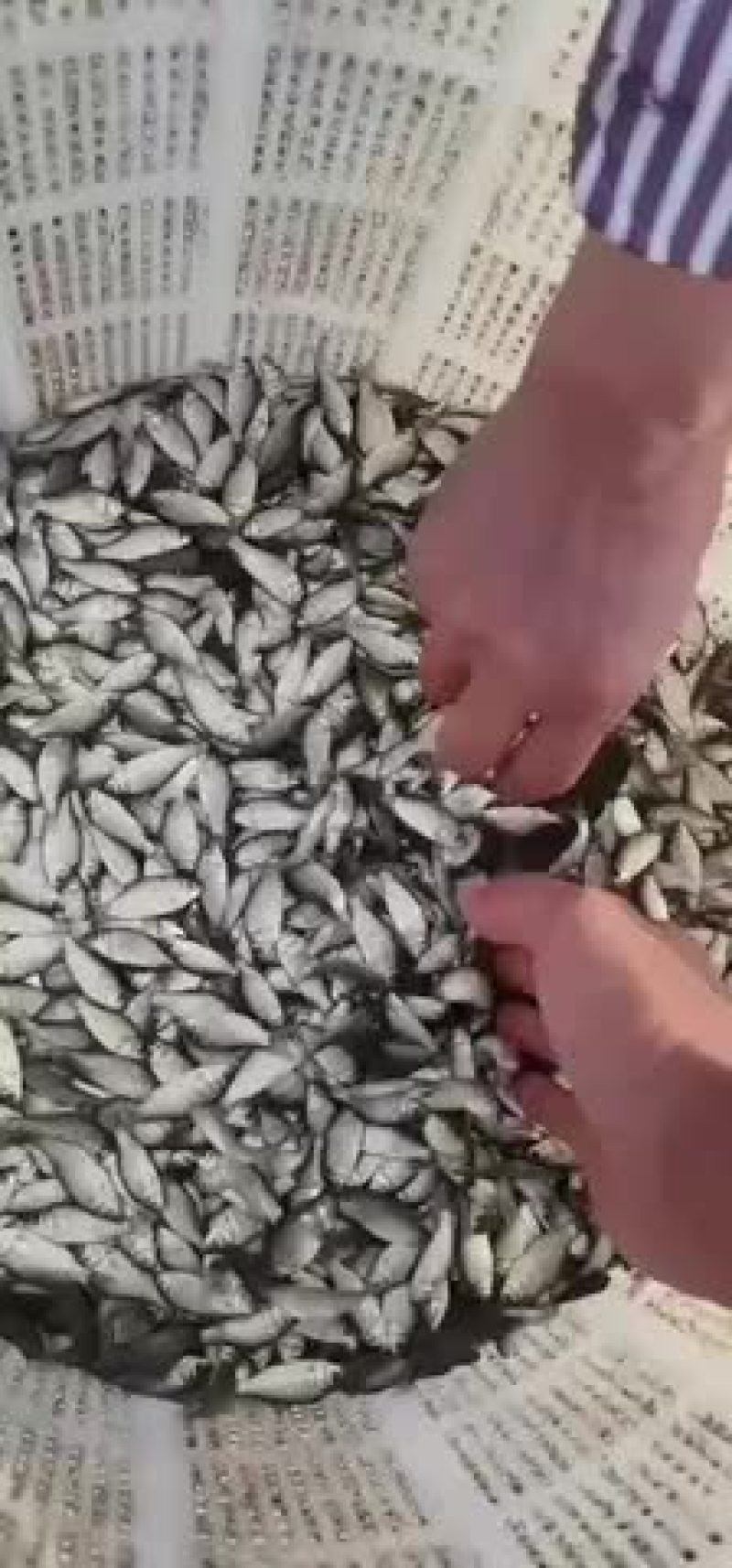 大规格鲫鱼苗欢迎选购