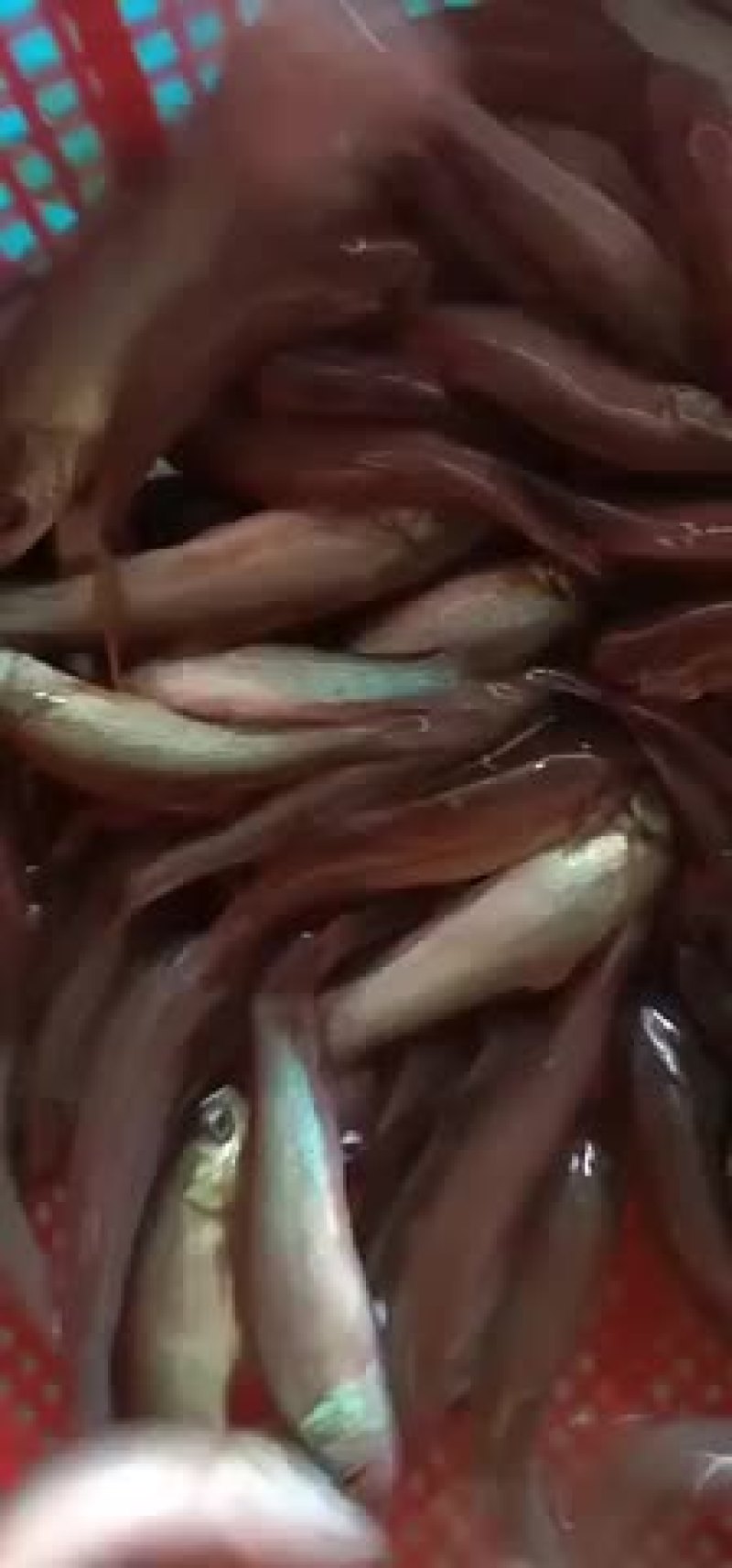 丁桂鱼苗欢迎选购！！