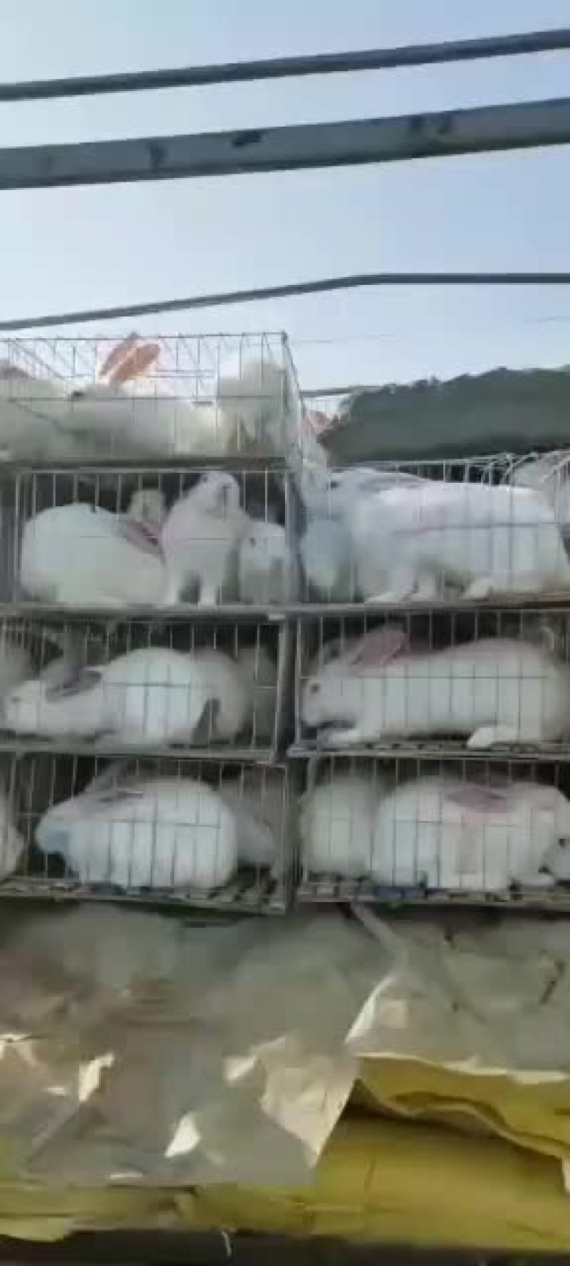 改良杂交肉兔，比利时新西兰伊拉