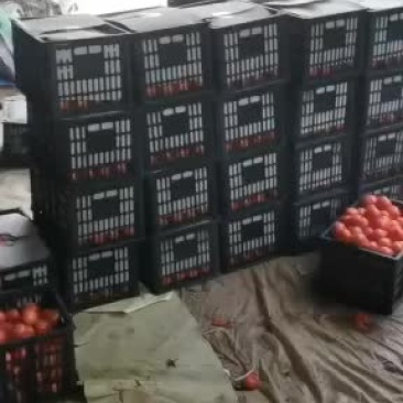 西红柿大量上市欢迎老板来电