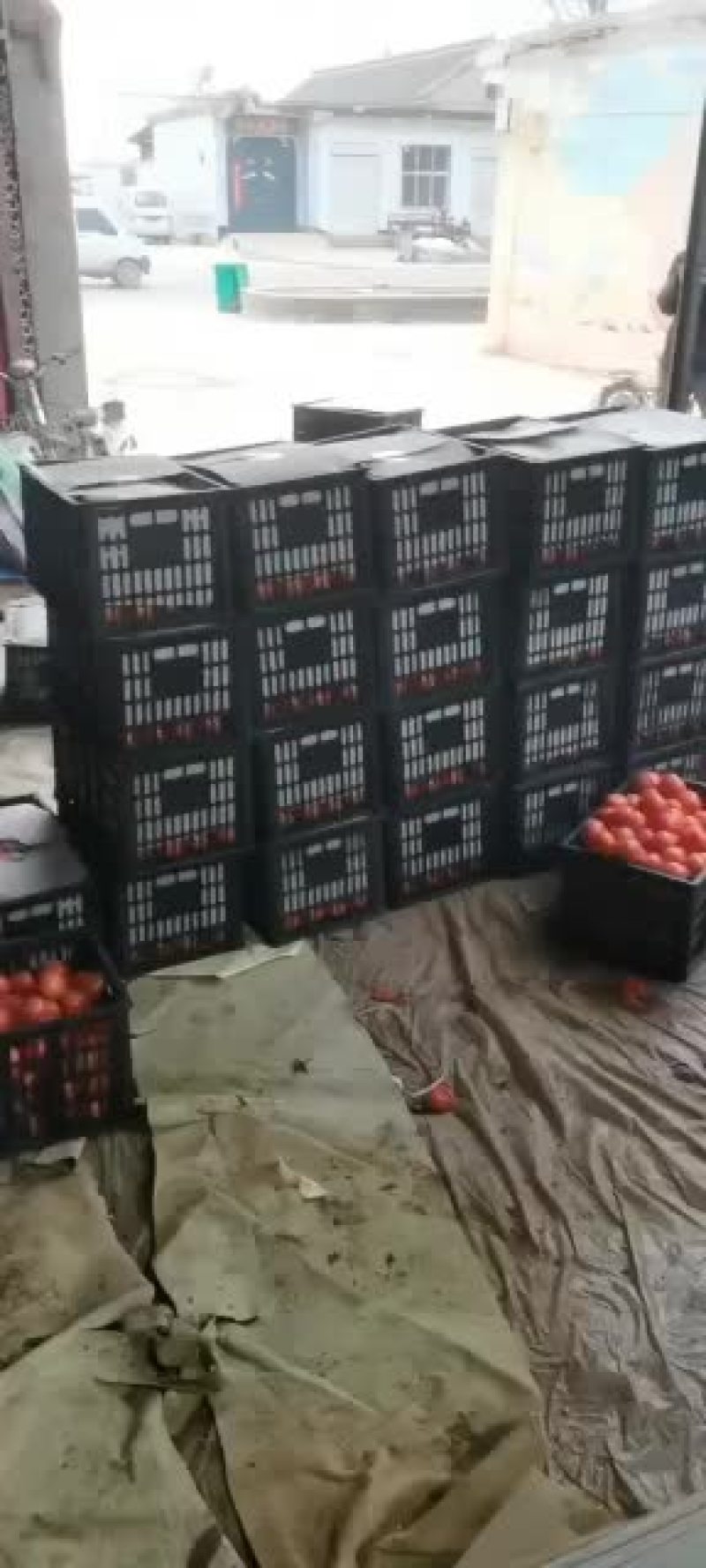 西红柿大量上市欢迎老板来电