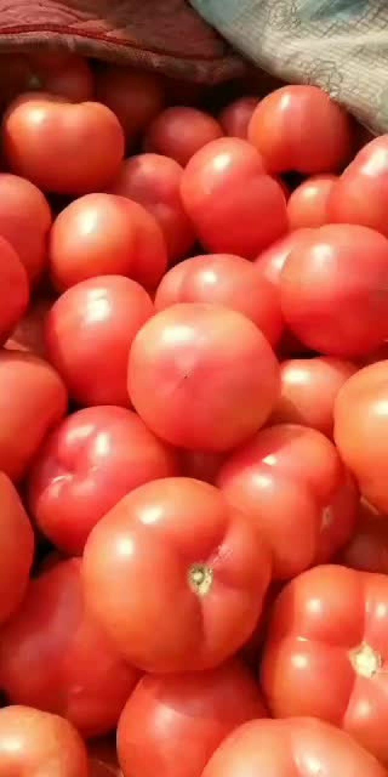 西红柿大量上市欢迎老板来电